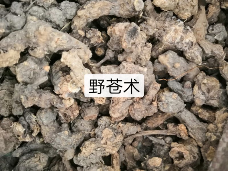 中药根茎类野苍术