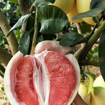 红心柚