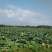 种植养殖水面出租