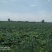 种植养殖水面出租