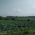 种植养殖水面出租