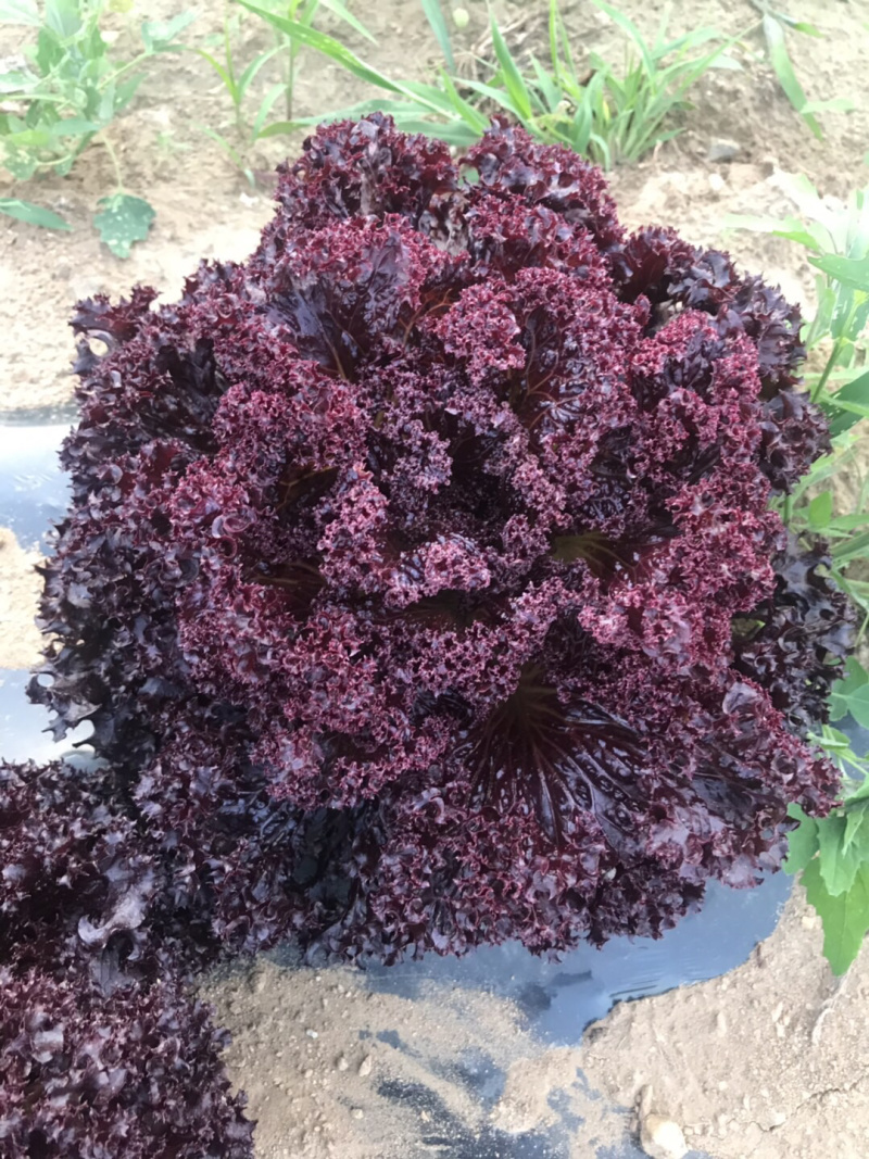 永宏特菜
