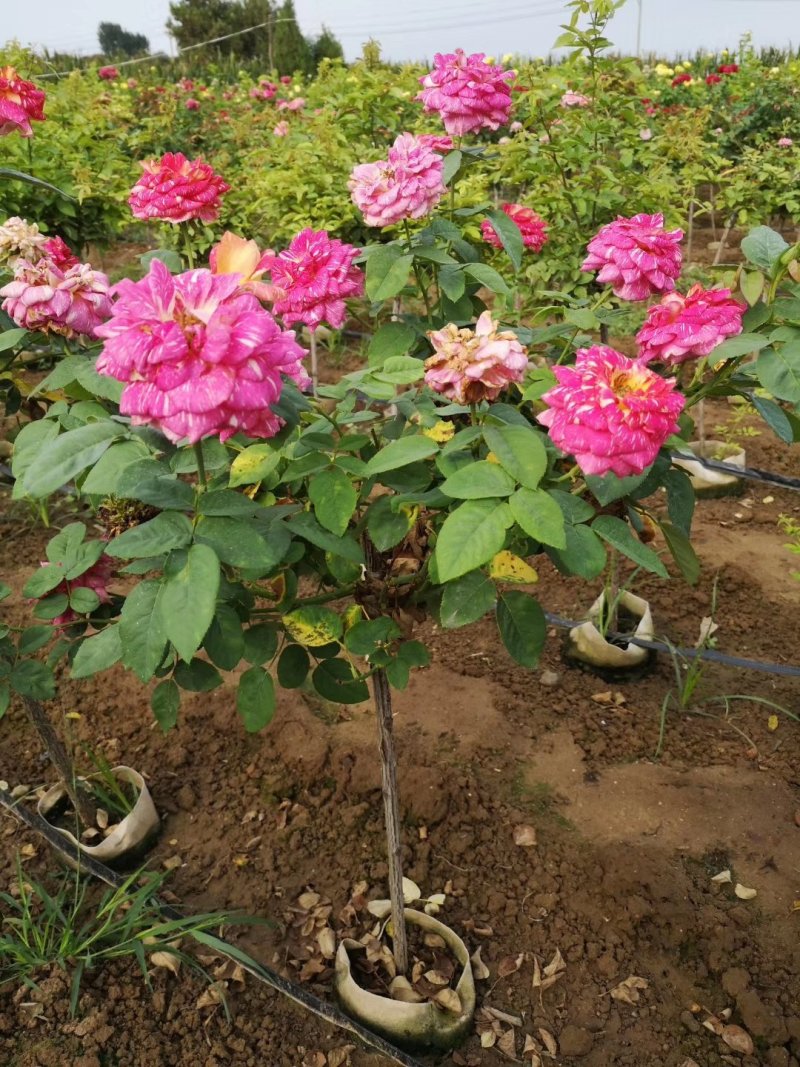 河南南阳棒棒糖月季一手货源品种齐全花期长