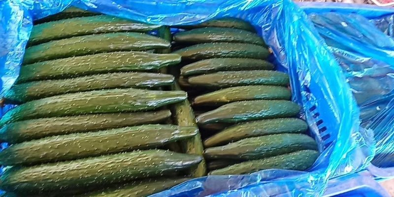 密刺黄瓜