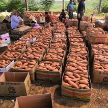 【推荐】【产地直发】湖北西瓜红龙九红薯大量上市中质量保证