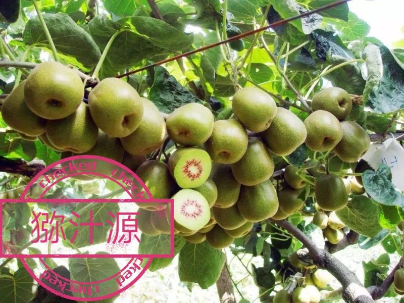 乐兴红心猕猴桃马上上市，一手代办，诚信互惠！