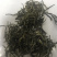 普洱绿茶