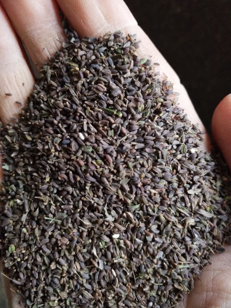 陕西商洛地产北柴胡种子，晚开花大籽产量高