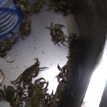 河蟹保质保量，如出现质量问题全额退款