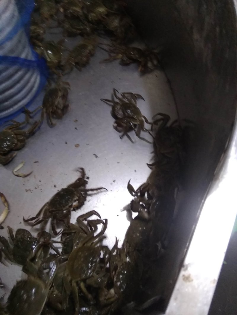 河蟹保质保量，如出现质量问题全额退款