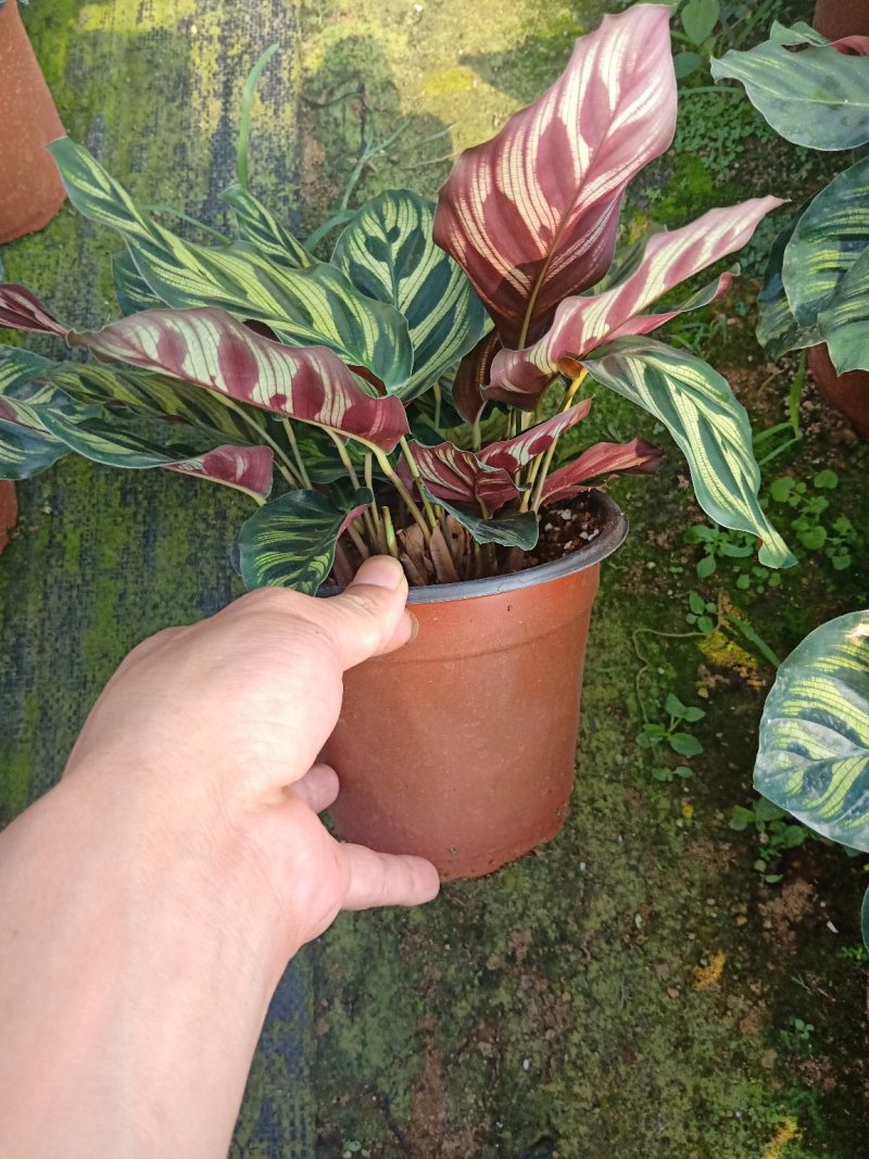 产地直销批发精品观叶孔雀竹芋