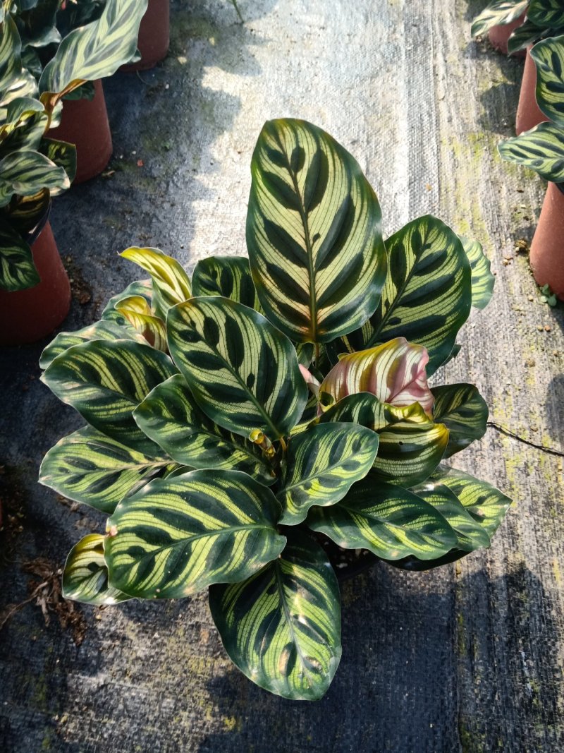 产地直销批发精品观叶孔雀竹芋