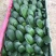 产地直销批发精品君子兰，室内种植，少水好养