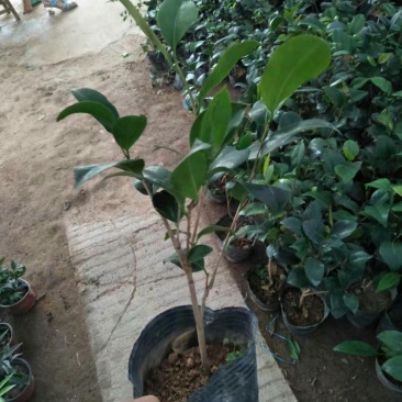 茶花带花包发货茶花盆栽当年开花