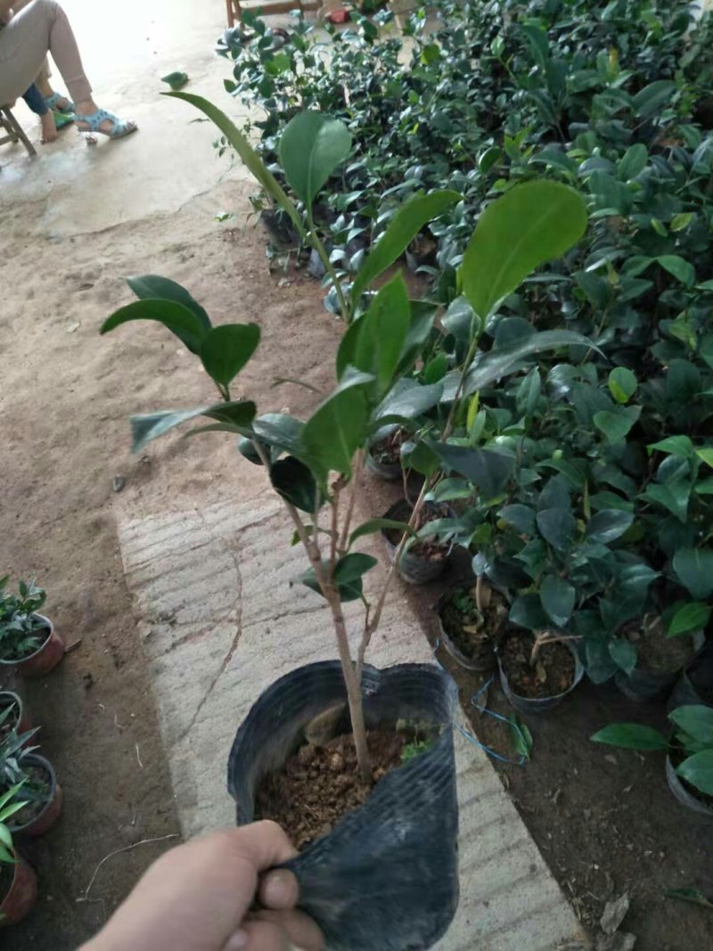 茶花带花包发货茶花盆栽当年开花