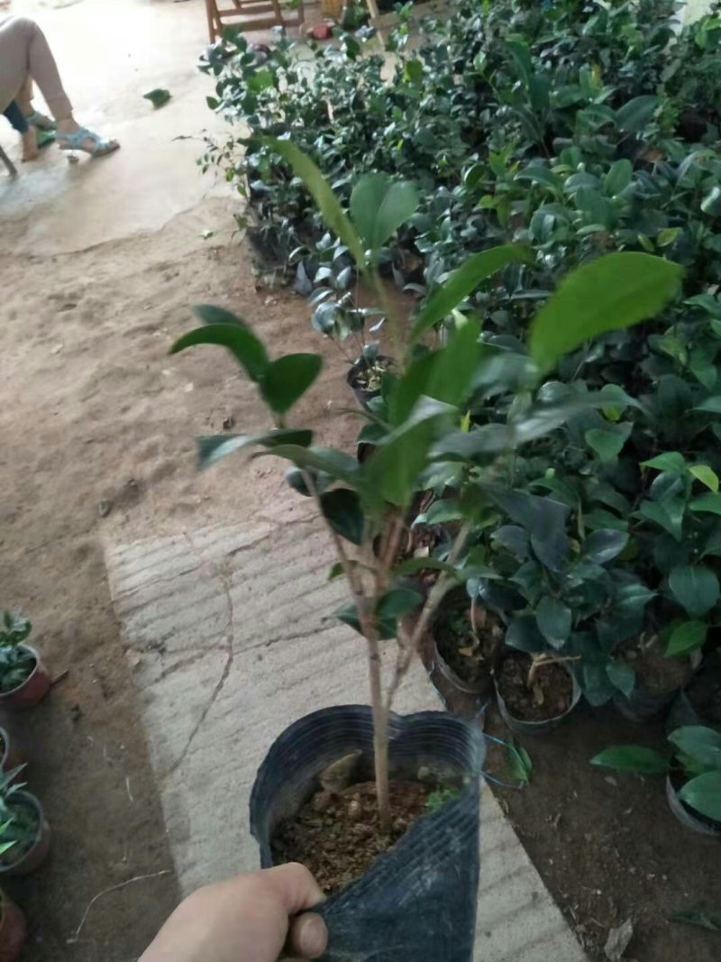 茶花带花包发货茶花盆栽当年开花
