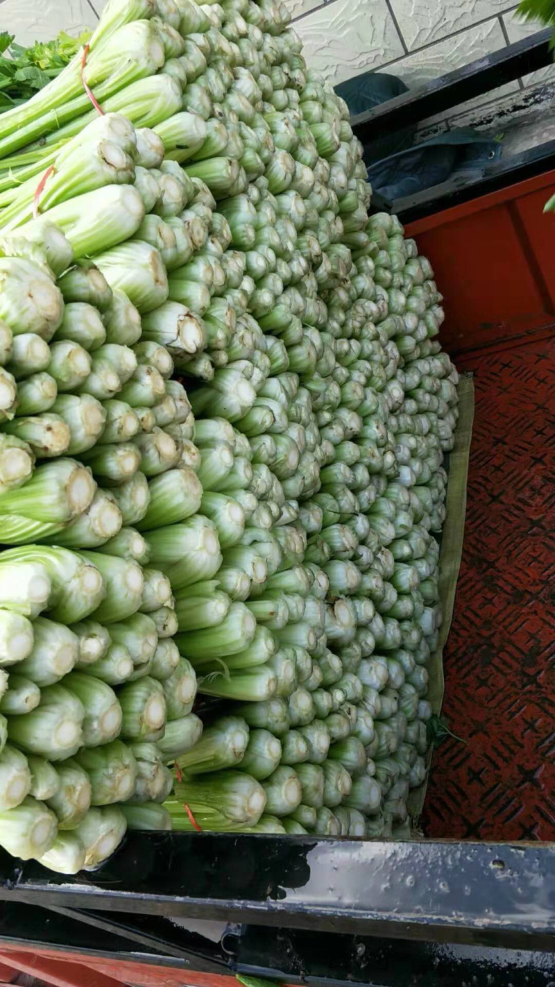 西芹捆子量大，有需要的老板联系我
