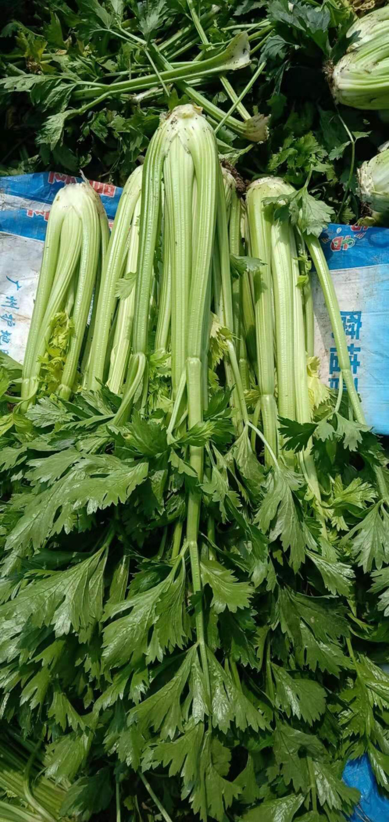 西芹捆子量大，有需要的老板联系我