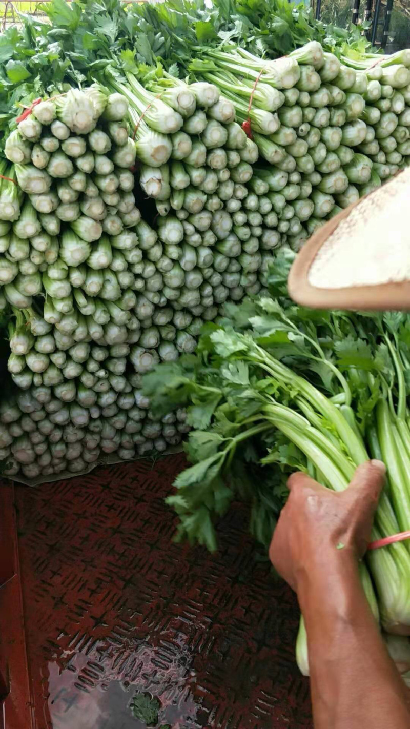西芹捆子量大，有需要的老板联系我