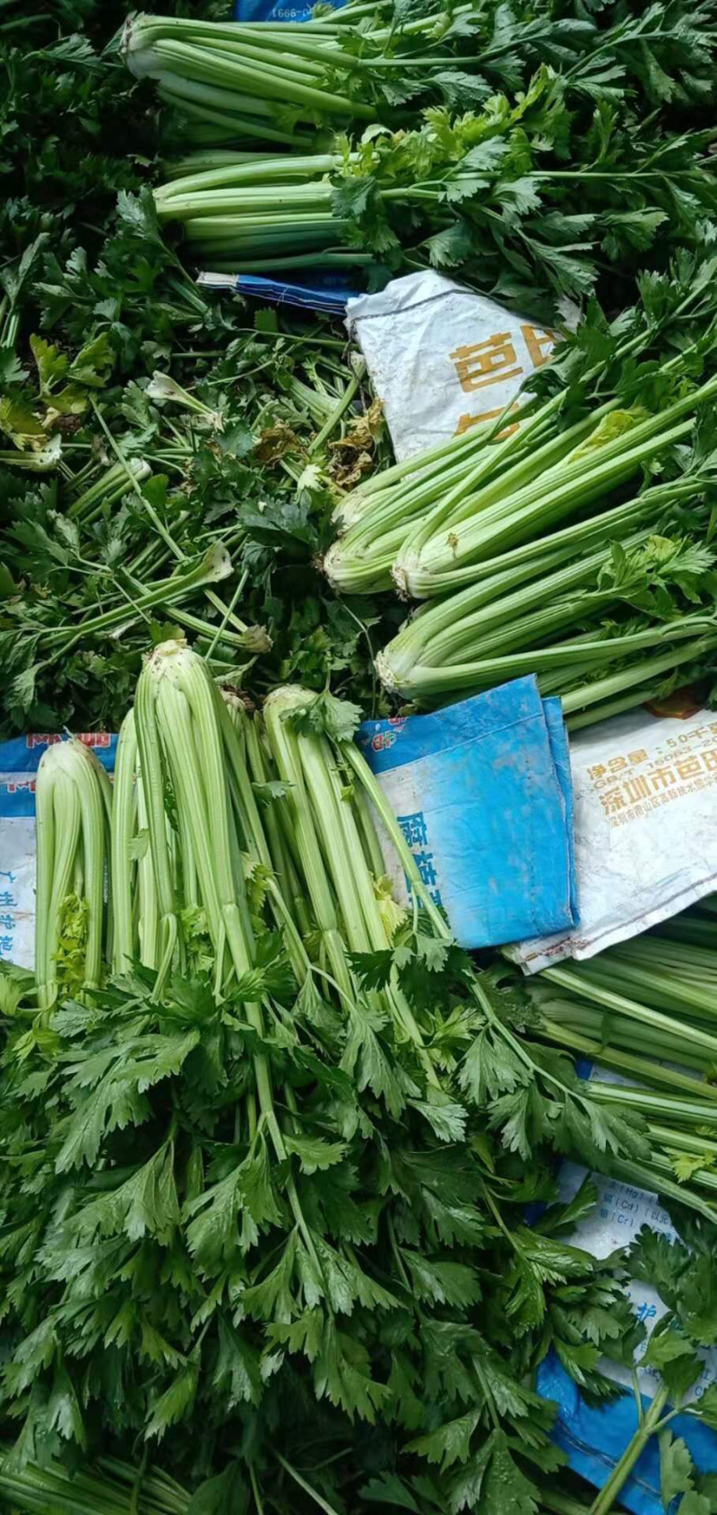 西芹捆子量大，有需要的老板联系我