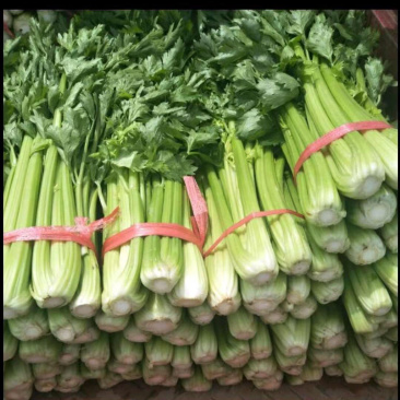 西芹捆子量大，有需要的老板联系我