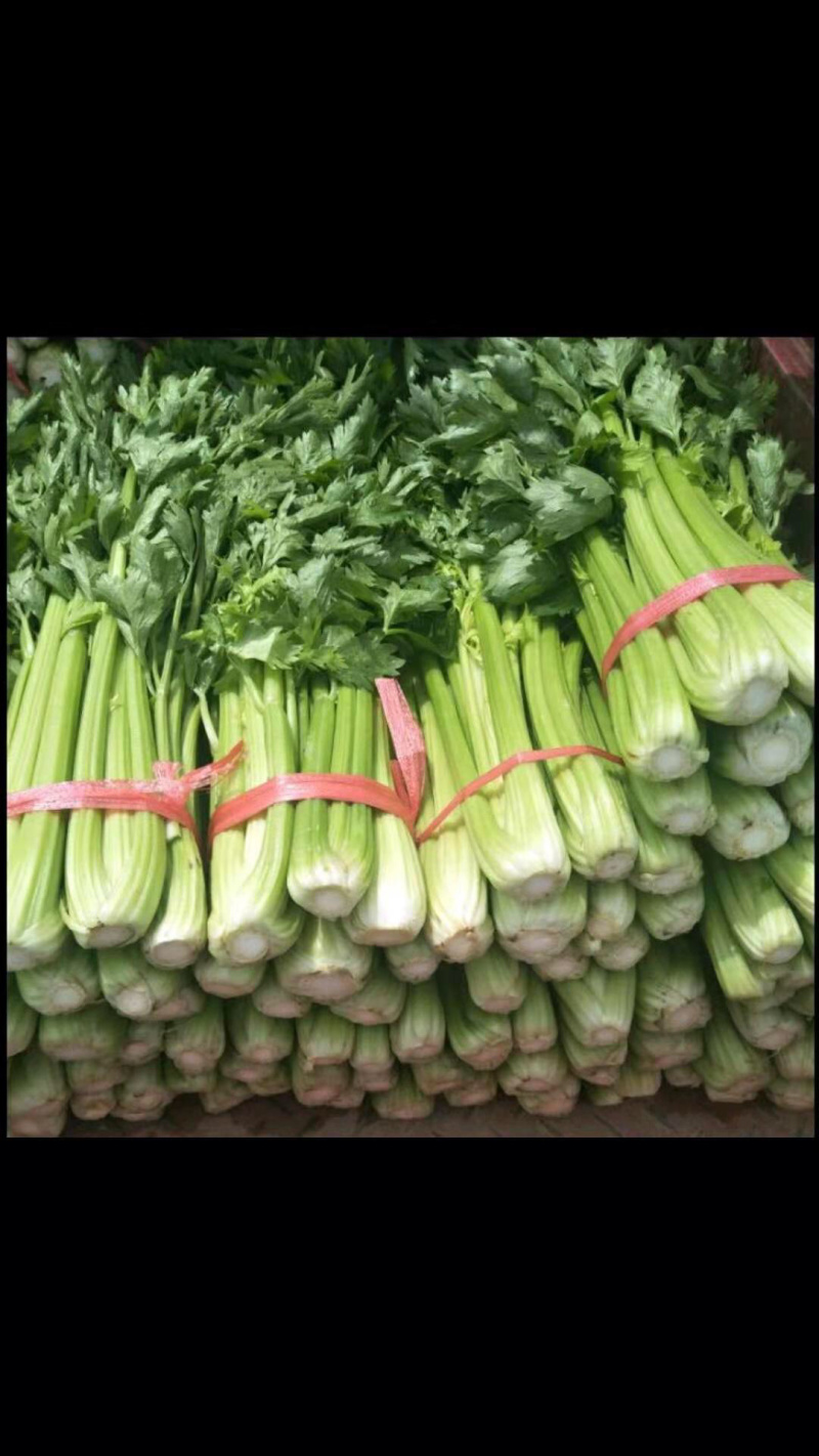 西芹捆子量大，有需要的老板联系我