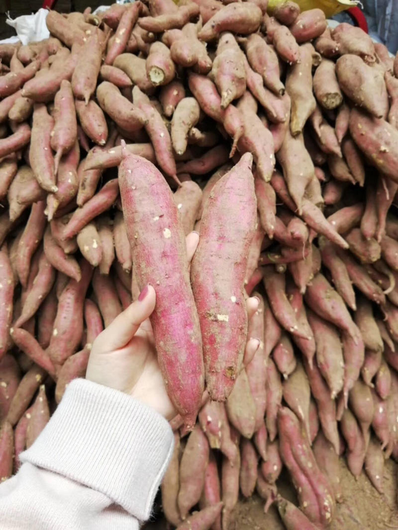2023年陕西板栗红薯，发货中批发零售直播社区团购电商