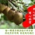 陕西迷糊桃