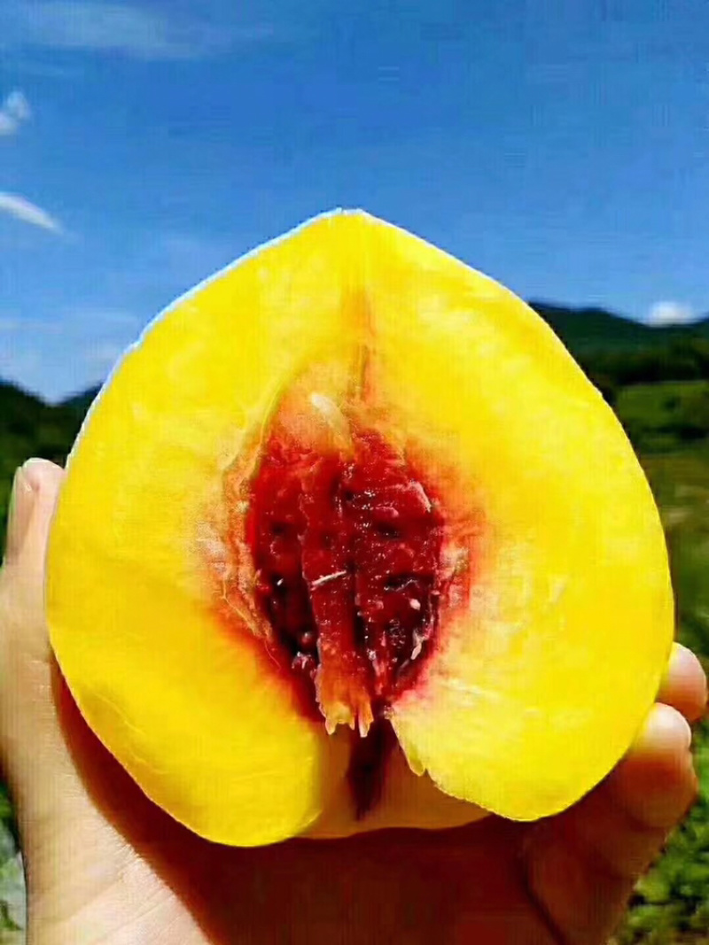 炎陵黄桃10斤装包邮