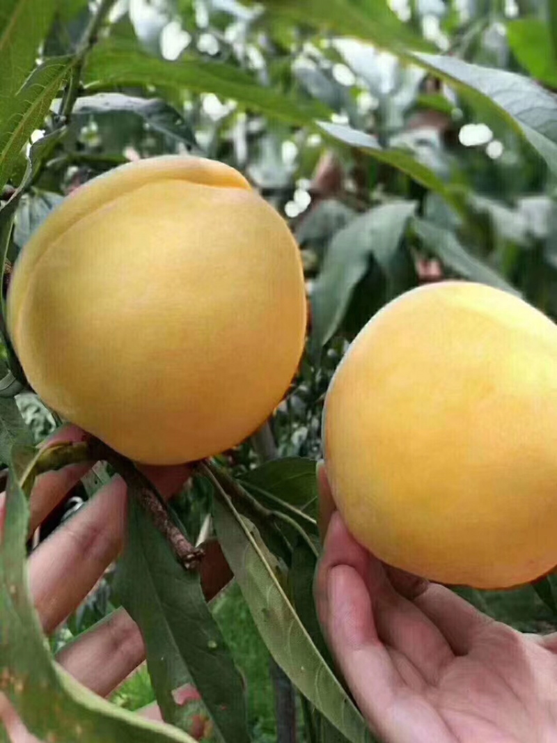 炎陵黄桃10斤装包邮