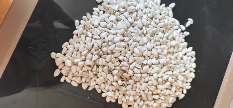 精选一级新红花籽，炸油红花籽