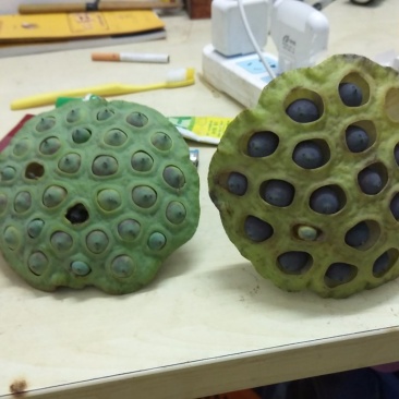 鮮莲去壳