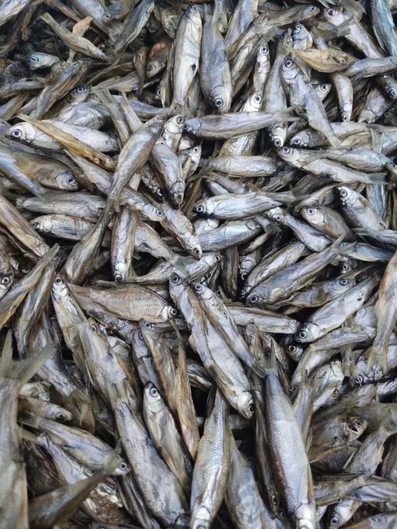 猫粮小鱼干宠物粮小鱼干水产干货淡水无盐5公分左右一条