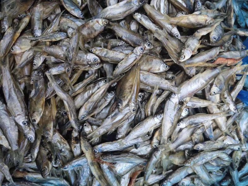 猫粮小鱼干宠物粮小鱼干水产干货淡水无盐5公分左右一条