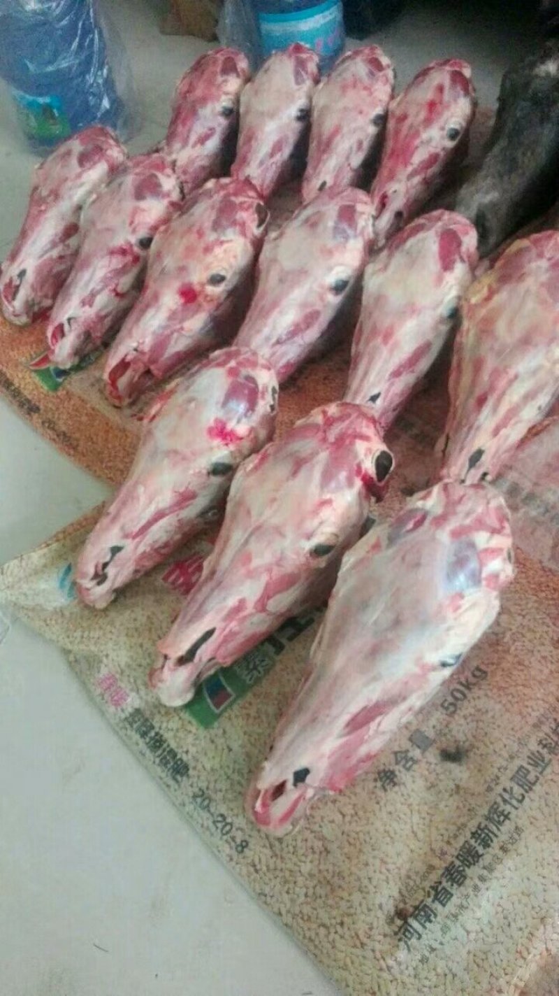 一手货源新鲜去毛马头带毛马头去皮马头