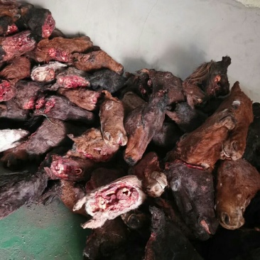 一手货源新鲜去毛马头带毛马头去皮马头