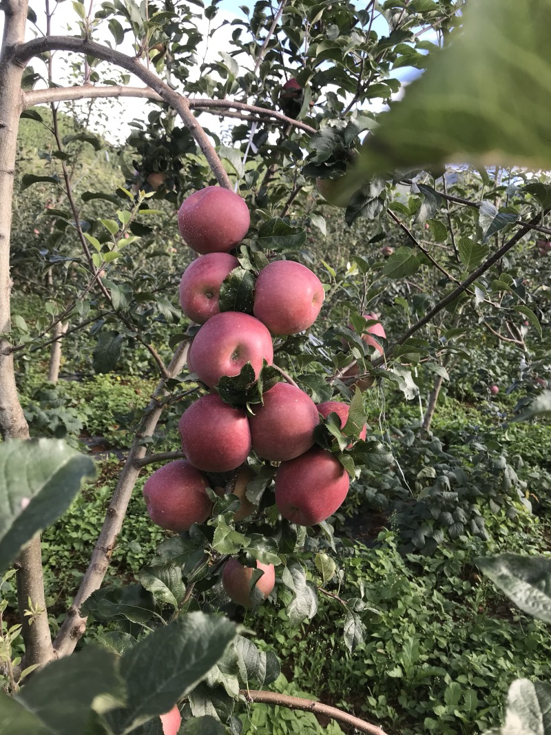 盐源苹果