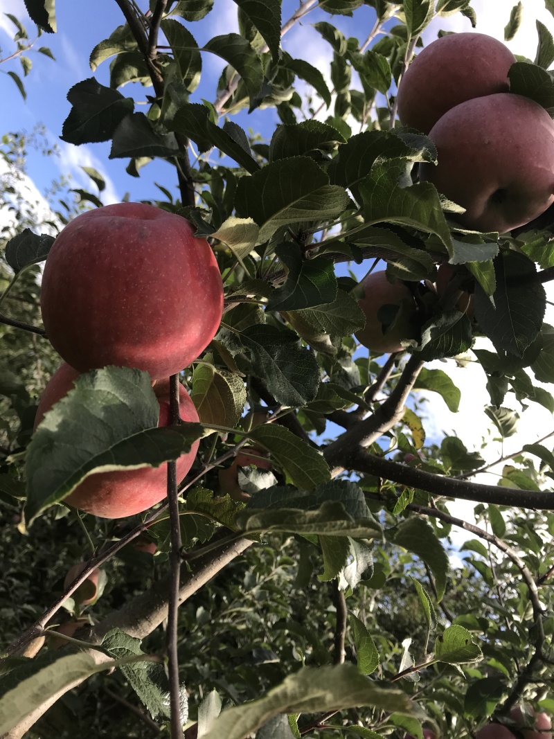 盐源苹果