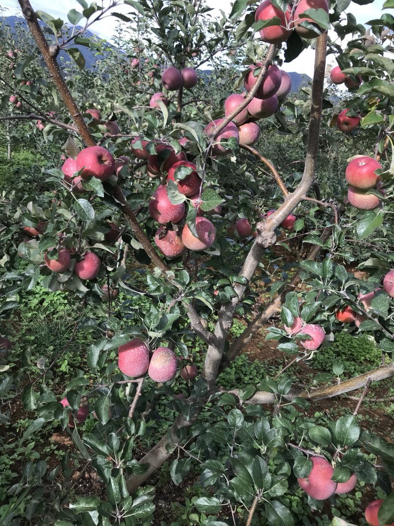 盐源苹果