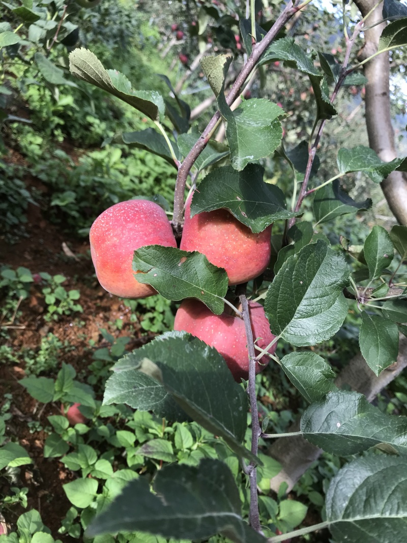 盐源苹果