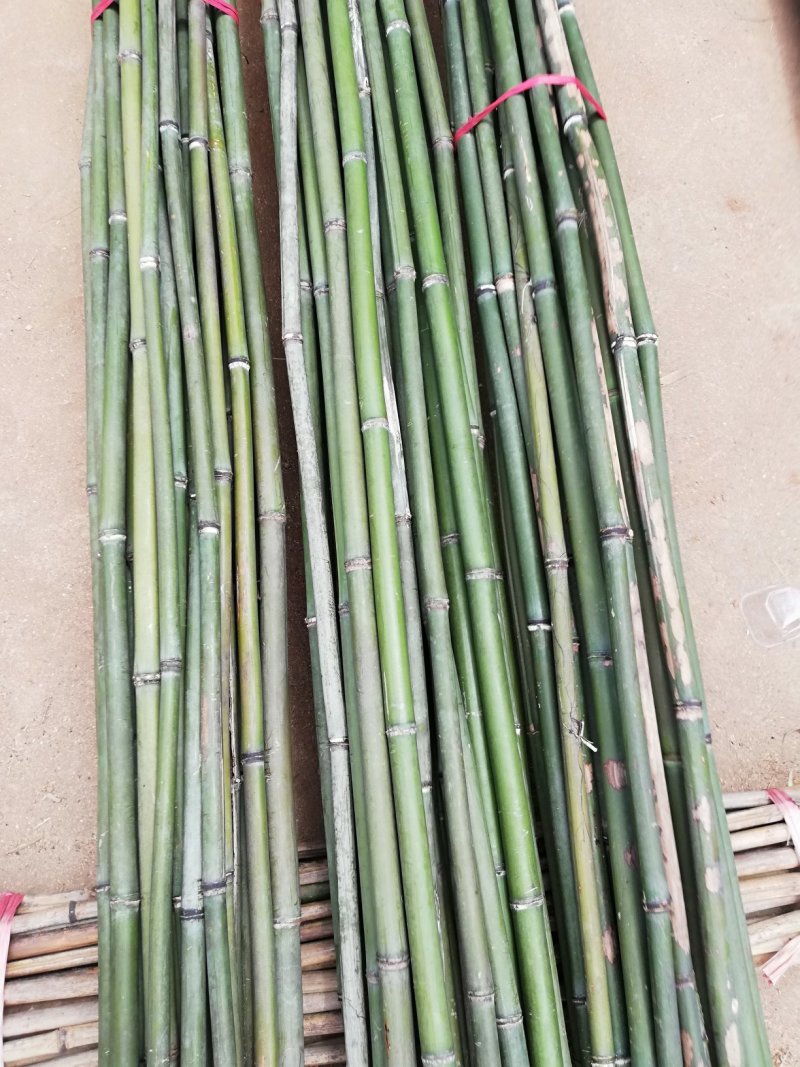 出售各种规格的竹杆，菜架竹，四米以上旗杆竹，量大从优。