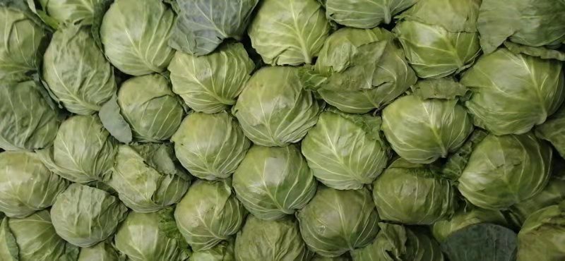 精品包菜