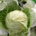 精品包菜