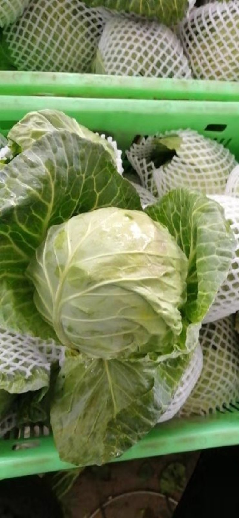 精品包菜