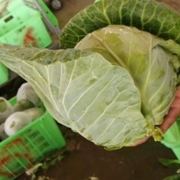 精品包菜