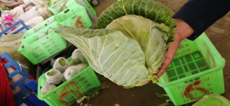 精品包菜