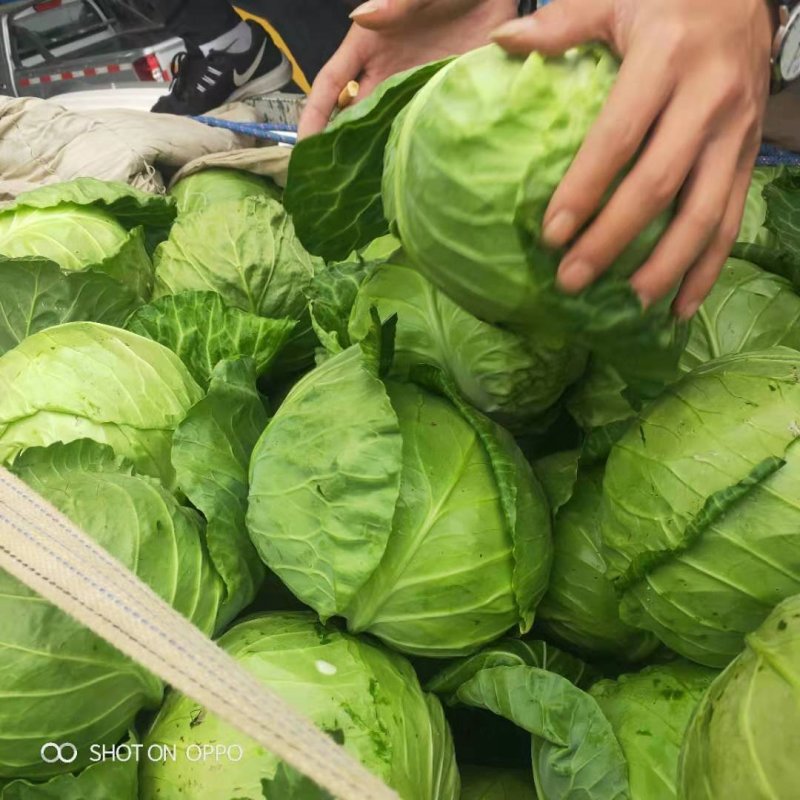 精品包菜