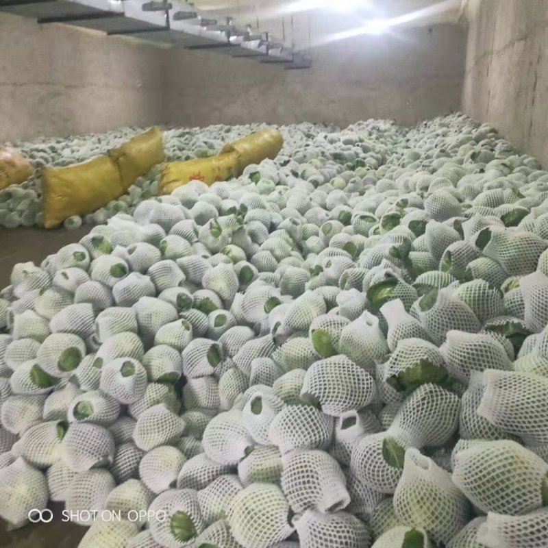 精品包菜