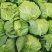 精品包菜