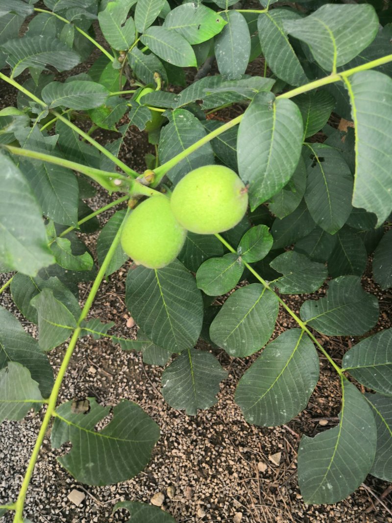 鲜核桃